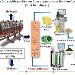 Volatile Fatty Acids