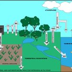 Nitrogen Cycle
