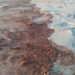 Stable Isotope Techniques to Address Coastal Marine Pollution