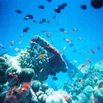 Coastal and Marine Environment Concepts and Significances